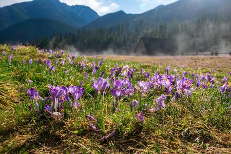 Blooming crocuses in beautiful Chocholowska Clearing. Historic shepherd's hut and mountains in the background, Tatra Mountains, Polandの写真素材