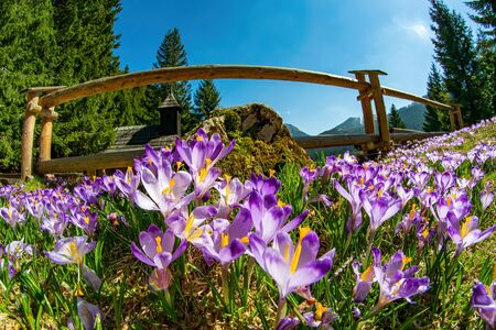 Beautiful meadow with blooming purple crocuses in famous Polana Chocholowska, Tatra Mountains, Carpathians, Polandの写真素材