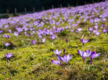Purple crocus flowers blooming on spring meadow.の写真素材