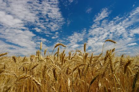 Golden ears of ripe wheat. Closeup ears on a wheat field against a blue sky and white clouds....