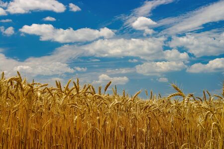 Golden ears of ripe wheat. Closeup ears on a wheat field against a blue sky and white clouds. Harvest conceptの写真素材