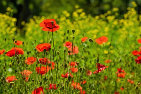 Summer meadow with wildflowers. Red poppies in green grass illuminated by morning sunlight. Blooming yellow rapeseed on backgroundの写真素材