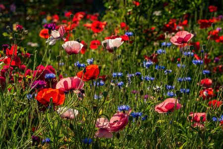 Blooming colorful wild poppies and cornflowers on the meadow at summertimeの写真素材
