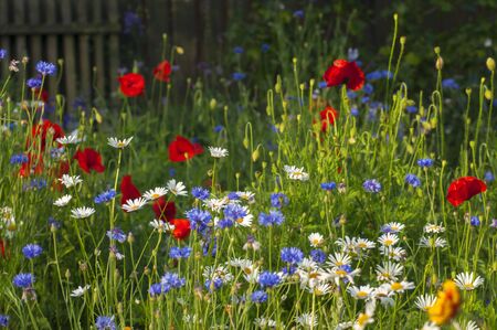 Blooming wild poppies, cornflower and chamomile on the meadow at summertimeの写真素材