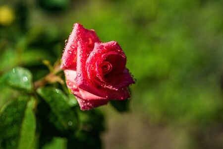 Beautiful white rose flower with dew drops on green nature bokeh background with copy spaceの写真素材