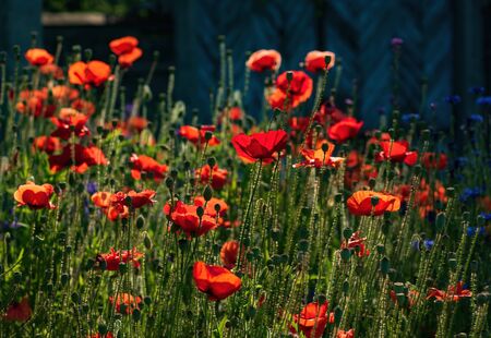 Summer meadow with wildflowers. Red poppies illuminated by morning sunlightの写真素材