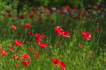 Red poppies on summer meadowin of green grass.の写真素材