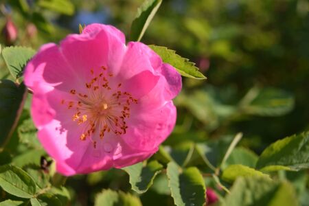 Bright colorful wild rose flower with pink petals on green blurred background at sunny dayの写真素材