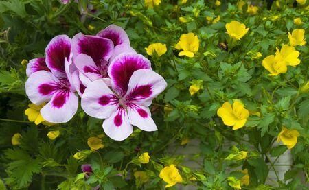 White-purple and yellow summer flowers on flowerbed closeup.の写真素材