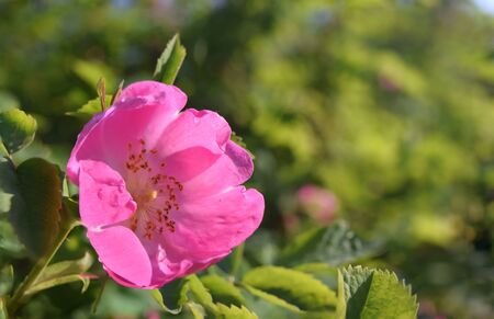 Bright colorful wild rose flower with pink petals on green blurred background at sunny dayの写真素材