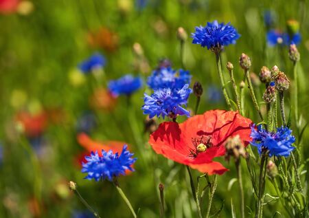 Blooming colorful wild poppies and cornflowers on the meadow at summertimeの写真素材