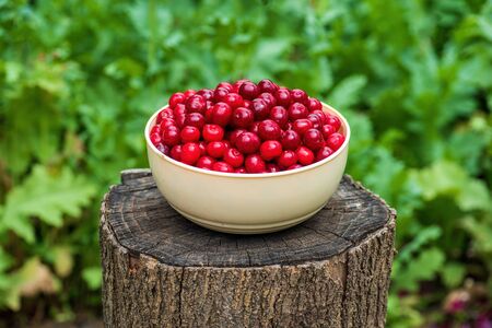 Fresh cherries in beige bowl on wood stump on nature green background.の写真素材