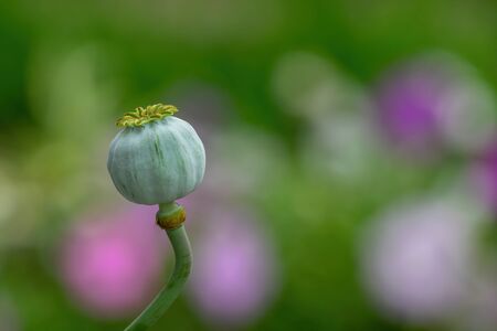 Opium poppy Papaver somniferum seed head on nature colorful background.の写真素材