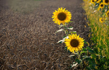 Summer landscape with wheat field and blooming sunflowers. Gold wheat field. Two sunflowers on ripe wheat field. Agriculture conceptの写真素材