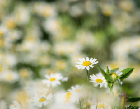 Beautiful white daisy flowers on natural bokeh background.の写真素材