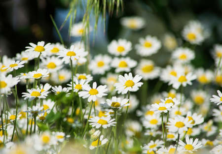 Beautiful white daisy flowers. Panoramic summer view of blooming wild flowers on meadow.の写真素材