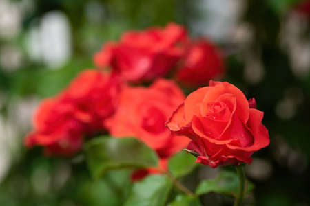 Beautiful red rose flowers on green nature bokeh backgroundの写真素材