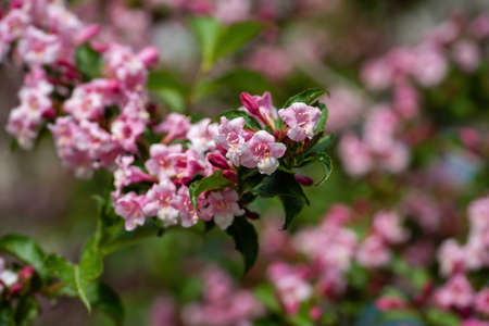 Beautiful branch of pink weigela flowers in the garden at summertime.の写真素材