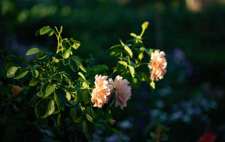 Rose bush with beautiful amber-colored flowers illuminated by rising sun on dark nature bokeh backgroundの写真素材