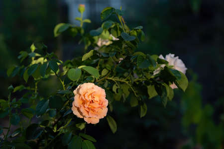 Rose bush with beautiful amber-colored flower illuminated by rising sun on dark nature bokeh backgroundの写真素材