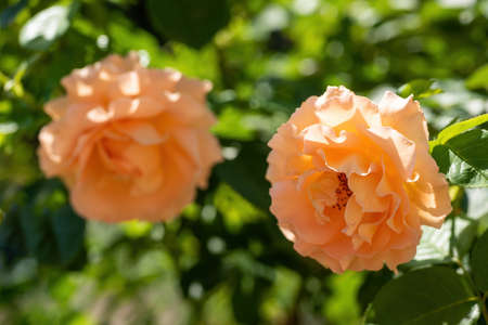 Beautiful amber-colored rose flowers illuminated by sun on green nature bokeh backgroundの写真素材
