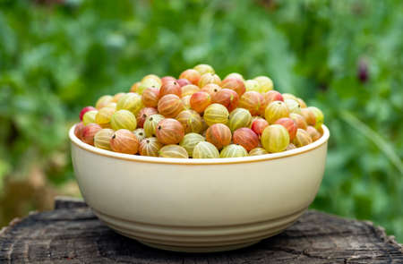 Fresh green and red gooseberries in beige bowl on wood stump on nature green background.の写真素材