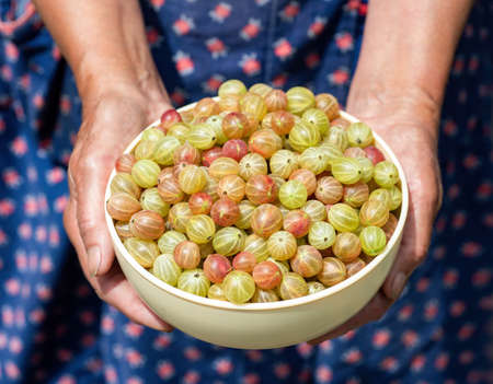 Hands of old woman holding beige bowl with ripe gooseberriesの写真素材