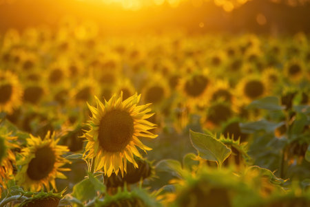 Beautiful sunflower field illuminated by sunset. Harvest concept background.の写真素材