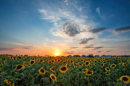 Magnificent sunset over sunflower fiel. Agriculture concept background.