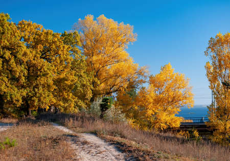 Dirt road along edge of the wood with yellowed oak and poplar trees illuminated by sunlight at sunny autumn day.の写真素材