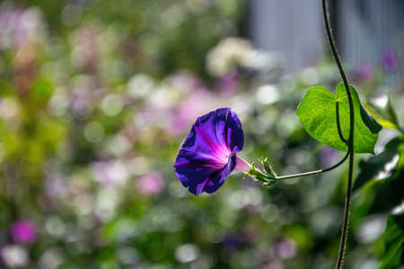 Blue and purple morning glory flowers - Ipomoea purpurea - backlit by sun on colorful nature bokeh backgroundの写真素材