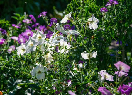 Beautiful white and purple petunia flowers in summer garden.の写真素材