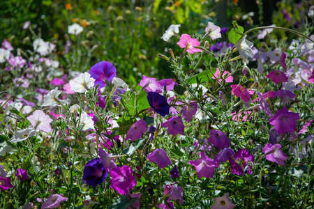 Beautiful colorful petunia and morning glory flowers in summer garden.の写真素材
