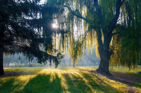 Rising sun shines through crown of weeping willow tree in beautiful morning park. Picturesque nature sceneの写真素材