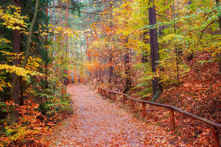 Picturesque tourist pathway in autumn forest. Elbe Sandstone mountains, Saxon Switzerland National...