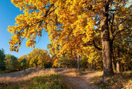 Dirt road along edge of the wood with yellowed oak trees illuminated by sunlight at sunny autumn day.の写真素材