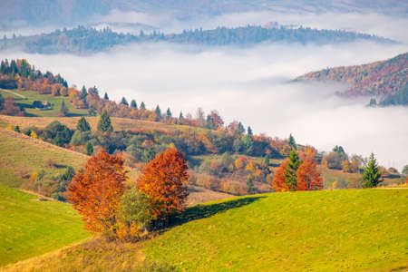 Amazing autumn morning in the Carpathian mountains. Yellowed trees on foreground, colorful hills in sunlit and the fog sits belowの写真素材