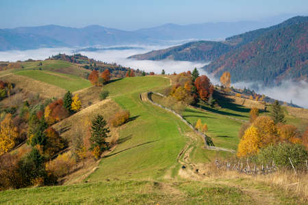 Amazing autumn morning in the Carpathian mountains. Colorful hills at sunlit, dirt road and the fog sits belowの写真素材