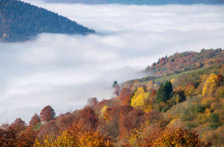 Autumn fog slides over colorful trees in the Carpathian mountains, Ukraineの写真素材