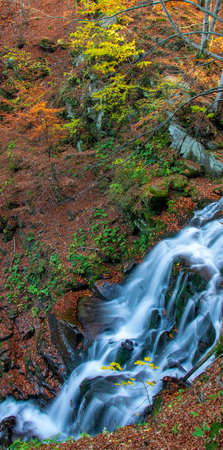 Beautiful autumn waterfall. Yellow maple leaves on small branch with stream of mountain waterfall in background. Shypot, Carpathian mountains, Ukraineの写真素材