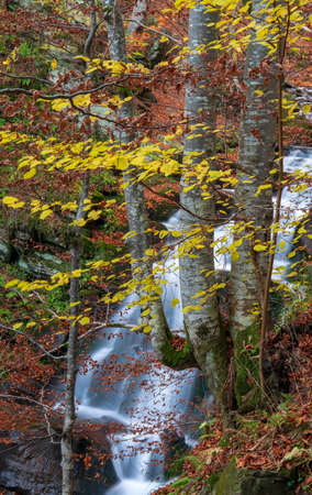 Beautiful autumn forest. Yellow and red leaves on branches with stream of mountain waterfall in background. Shypot, Carpathian mountains, Ukraineの写真素材