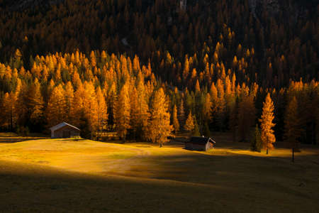 Yellow larches in mountain valley illuminated by rising sun, Dolomites, Italyの写真素材