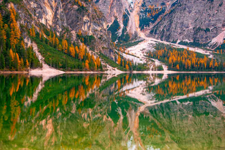Scenic view of golden larches illuminated by the sunlight and reflected in surface water of Lake Braies, Dolomite Alps, Italyの写真素材