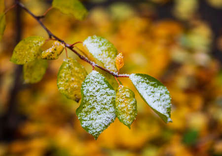 Autumn changing to winter. The first snow on cherry leaves. Yellow fallen foliage bokeh backgroundの写真素材