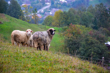 Sheep on grazing near mountain village, Carpathian mountains, Lazeschyna, Ukraine at autumn dayの写真素材