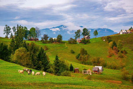 Sheep on grazing near mountain village, Carpathian mountains, Lazeschyna, Ukraine at autumn dayの写真素材