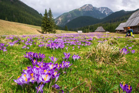Beautiful blooming crocuses in Chocholowska Clearing. Historic shepherd's huts and mountains on background, Tatra Mountains, Poland at springtimeの写真素材