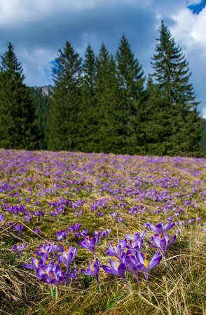 Beautiful meadow with blooming purple crocuses on mountains background. Chocholowska valley, Tatra Mountains, Carpathians, Polandの写真素材