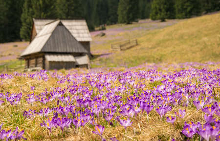 Crocuses - first spring flowers in Chocholowska valley, Tatras Mountain, Polandの写真素材