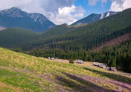 Beautiful Chocholowska Clearing with historic shepherd's huts, Tatra Mountains, Poland. Blooming crocuses at springtime.の写真素材